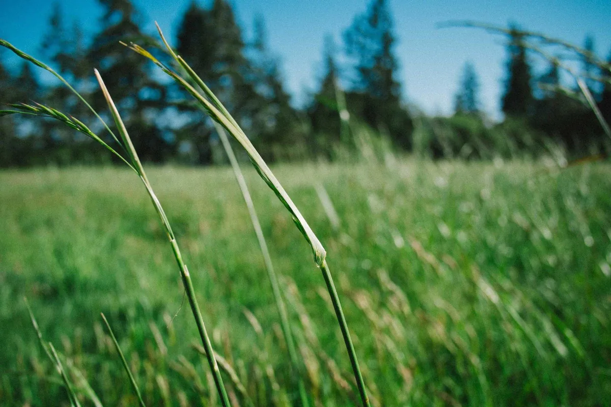 Sunlight falling through tall grass