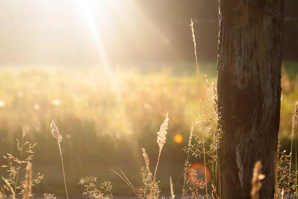Morning sunlight streaming through trees
