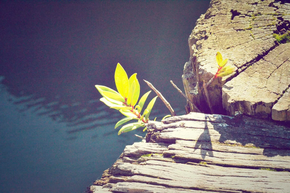 A small green plant growing out of an old log