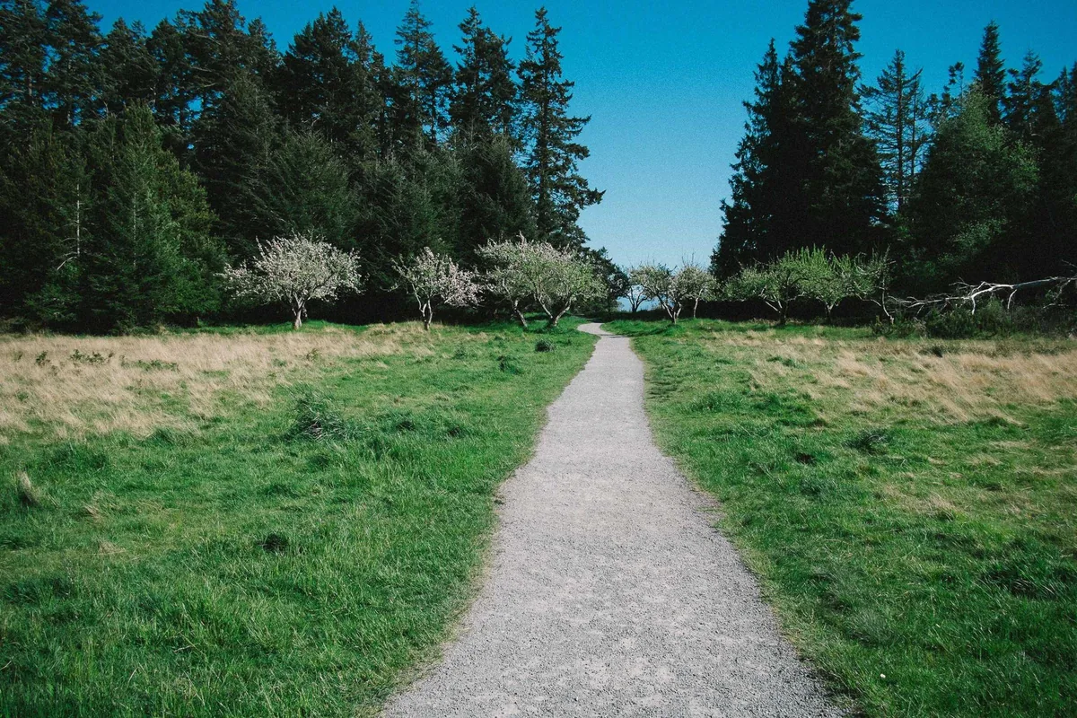 A straight path through an open green meadow